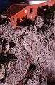 20 -  Punta Massullo, villa di Curzio Malaparte,  1997